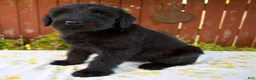 Giant Schnauzer dogs for sale: Renita - Ad 5