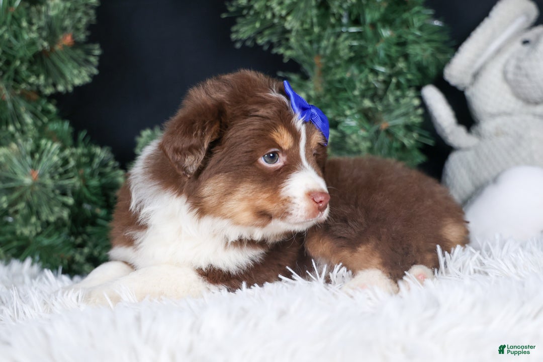 Miniature Australian Shepherd dogs for sale: SPIKE - Ad 2