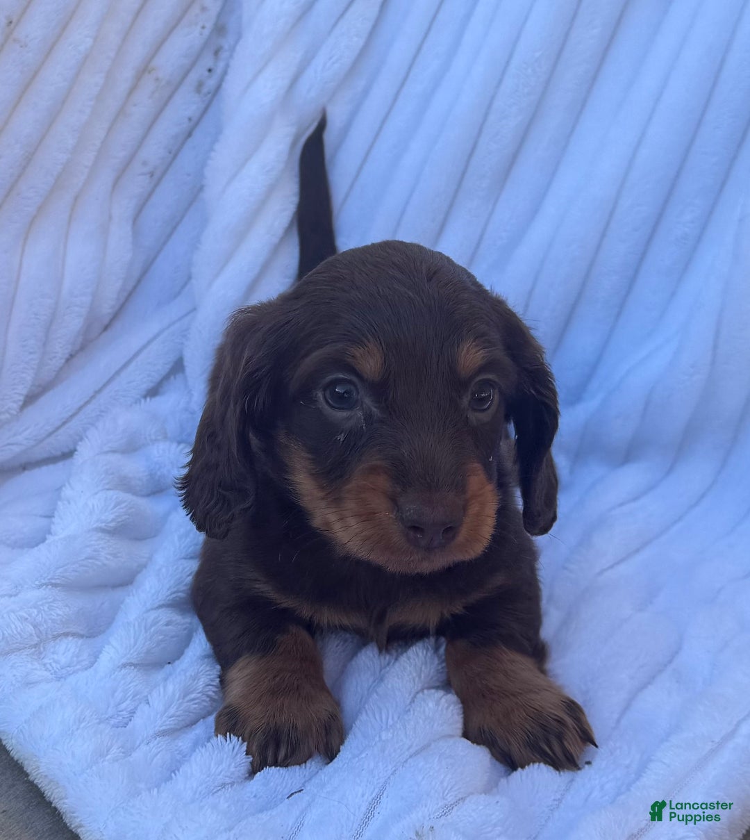 Miniature Dachshund dogs for sale: Frisky - Ad 4