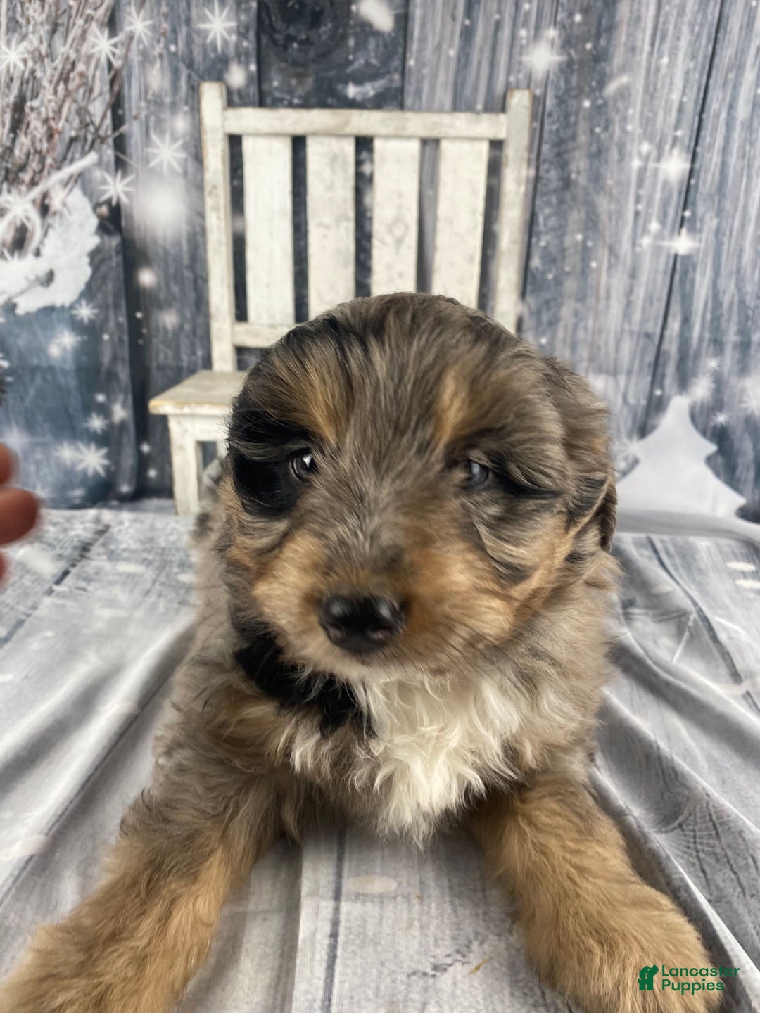 Aussiedoodle dogs for sale: Smores - Ad 8