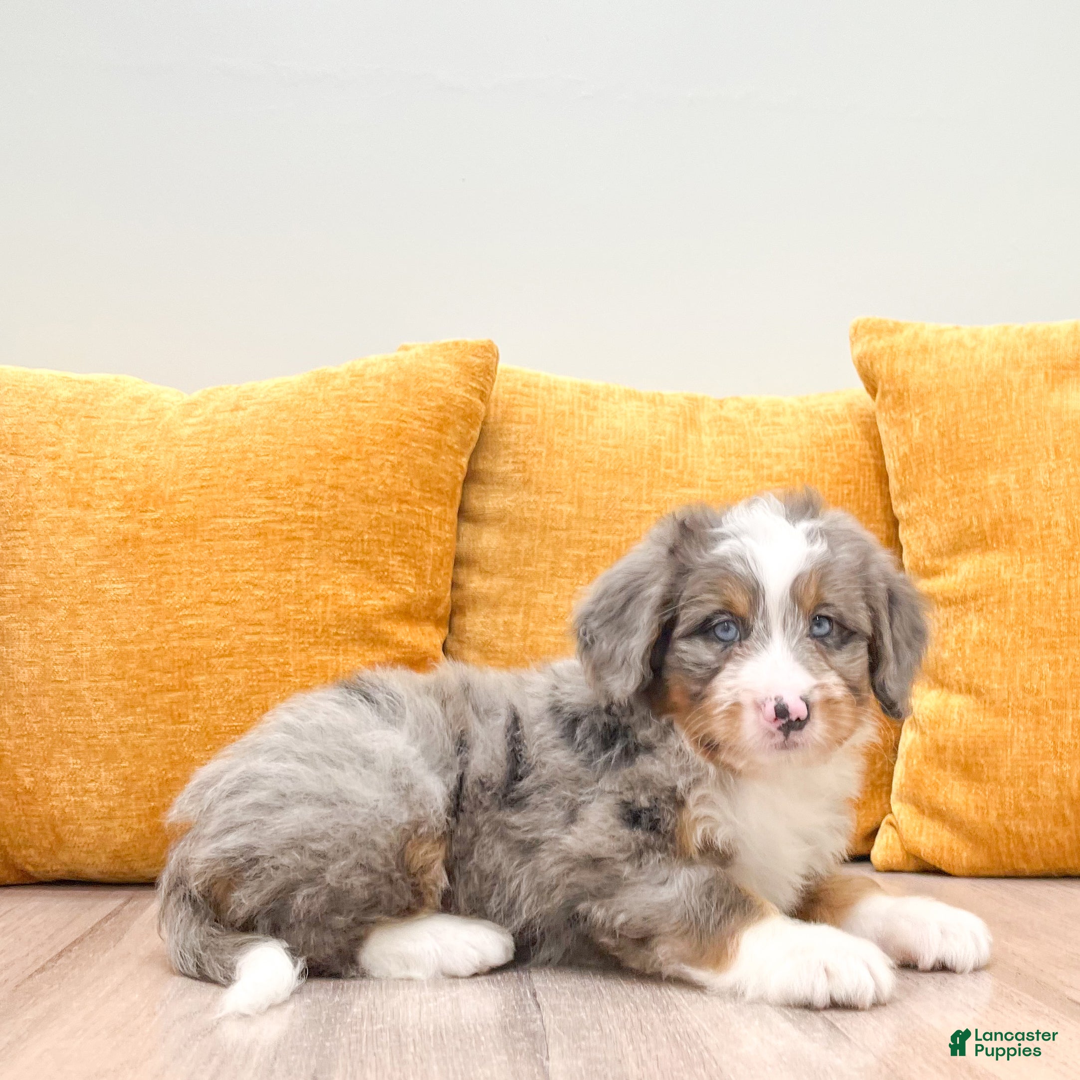 Mini Bernedoodle dogs Wally - Blue Eyes - Ad 2