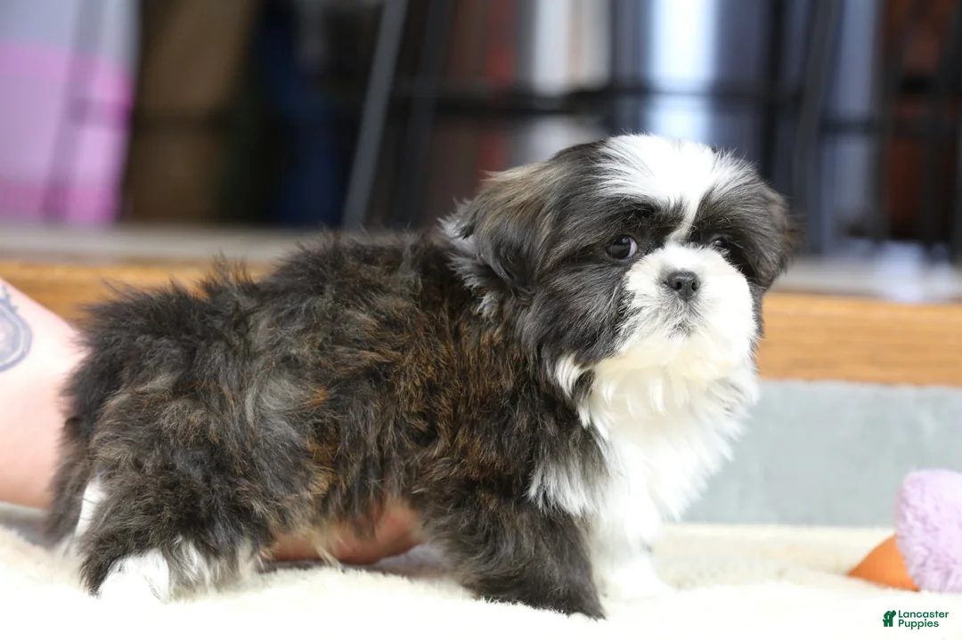 Shih Tzu dogs for sale: Stanlee - Ad 13
