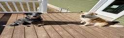 Mixed Breed dogs for sale: Ruby-Rose - Ad 3