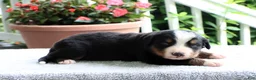 Bernese Mountain Dog dogs for sale: Katie - Ad 6