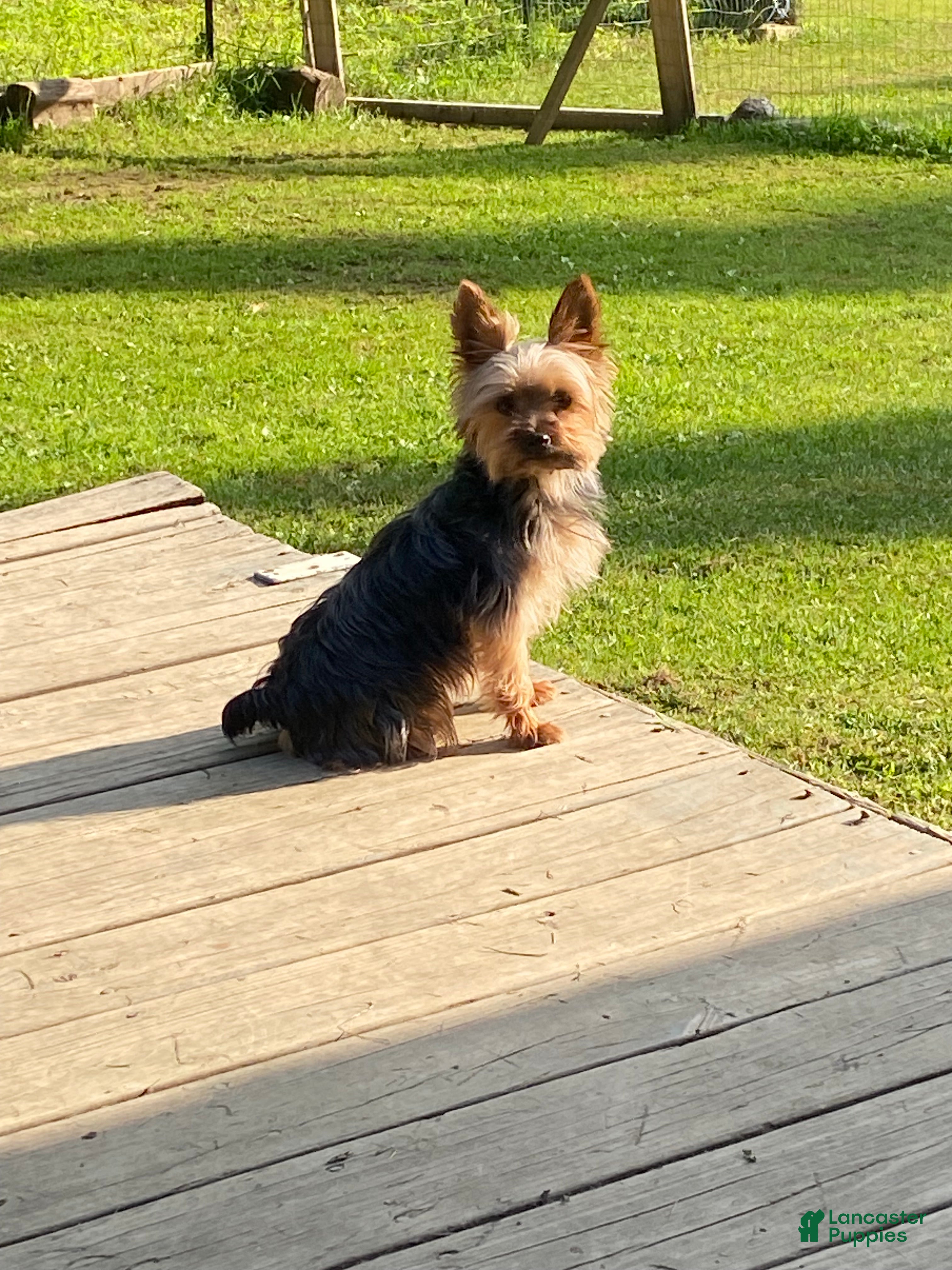 Yorkiepoo dogs for sale: Yorkiepoo 2. Red collar  - Ad 2