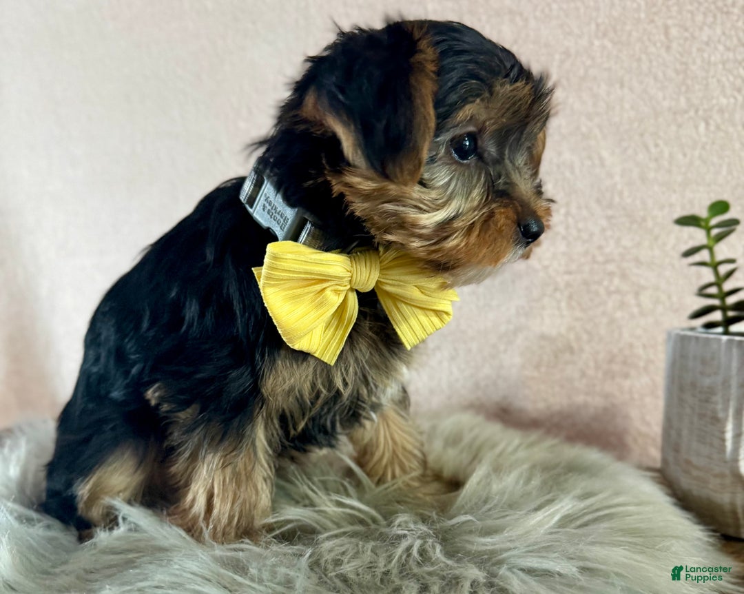 Yorkshire Terrier dogs for sale: Lance - Ad 7