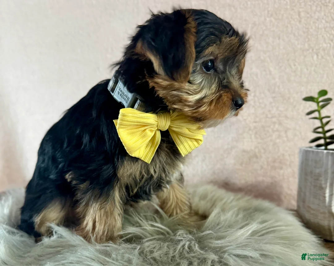 Yorkshire Terrier dogs for sale: Lance - Ad 7