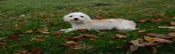 Schnoodle dogs for sale: Astro - Ad 6