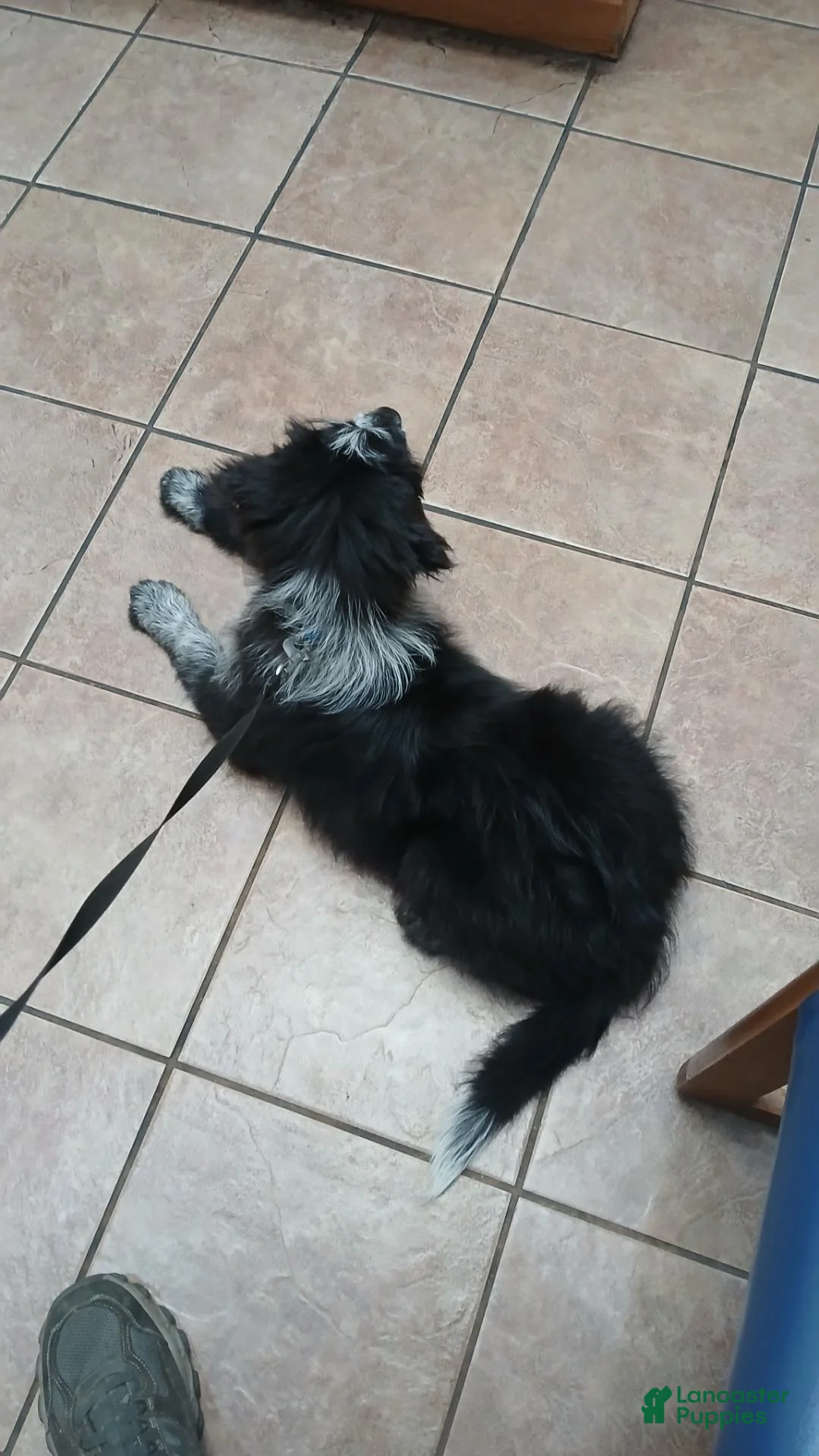 Mixed Breed dogs for sale: Tucker - Ad 6