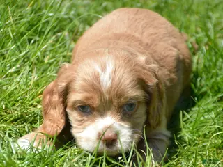 Cockapoo dogs Cockapoo Charlie - Ad 29