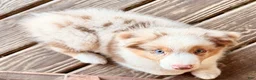 Australian Shepherd dogs for sale: AKC 1 Alex - Ad 1