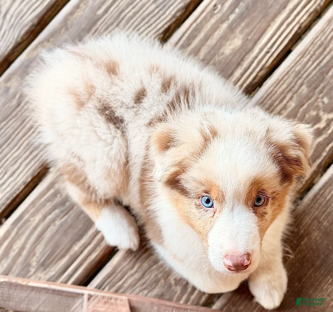 Australian Shepherd dogs for sale: AKC 1 Alex - Ad 1