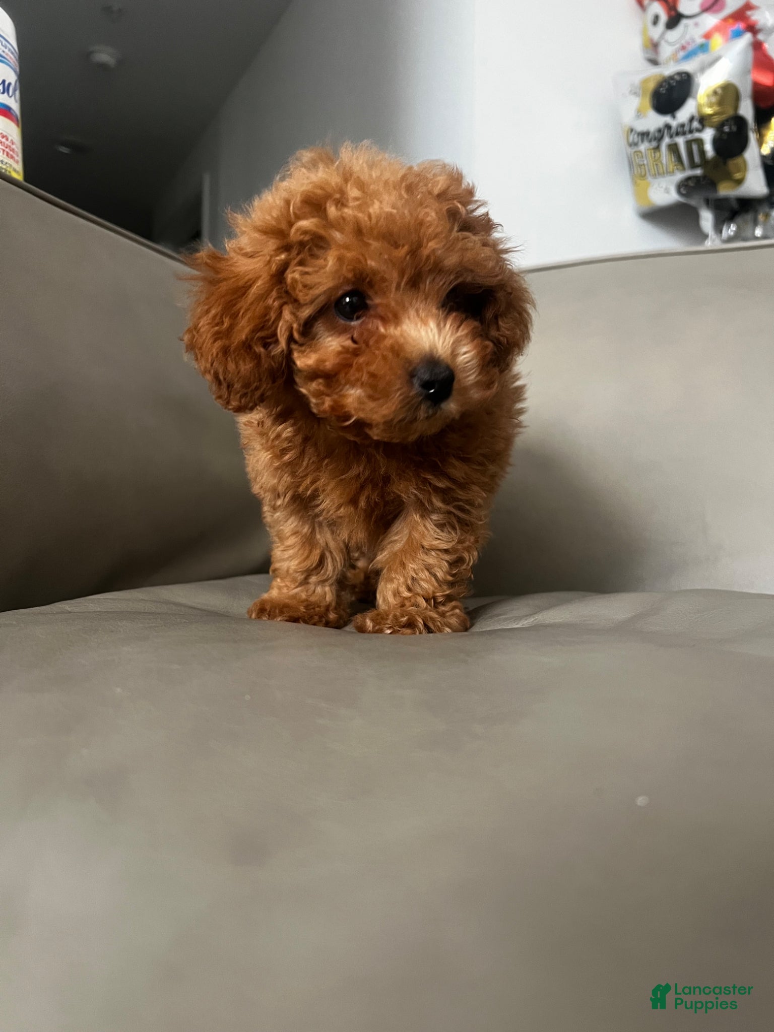Toy Poodle dogs for sale: Toy Poodle Puppy 1 - Ad 3