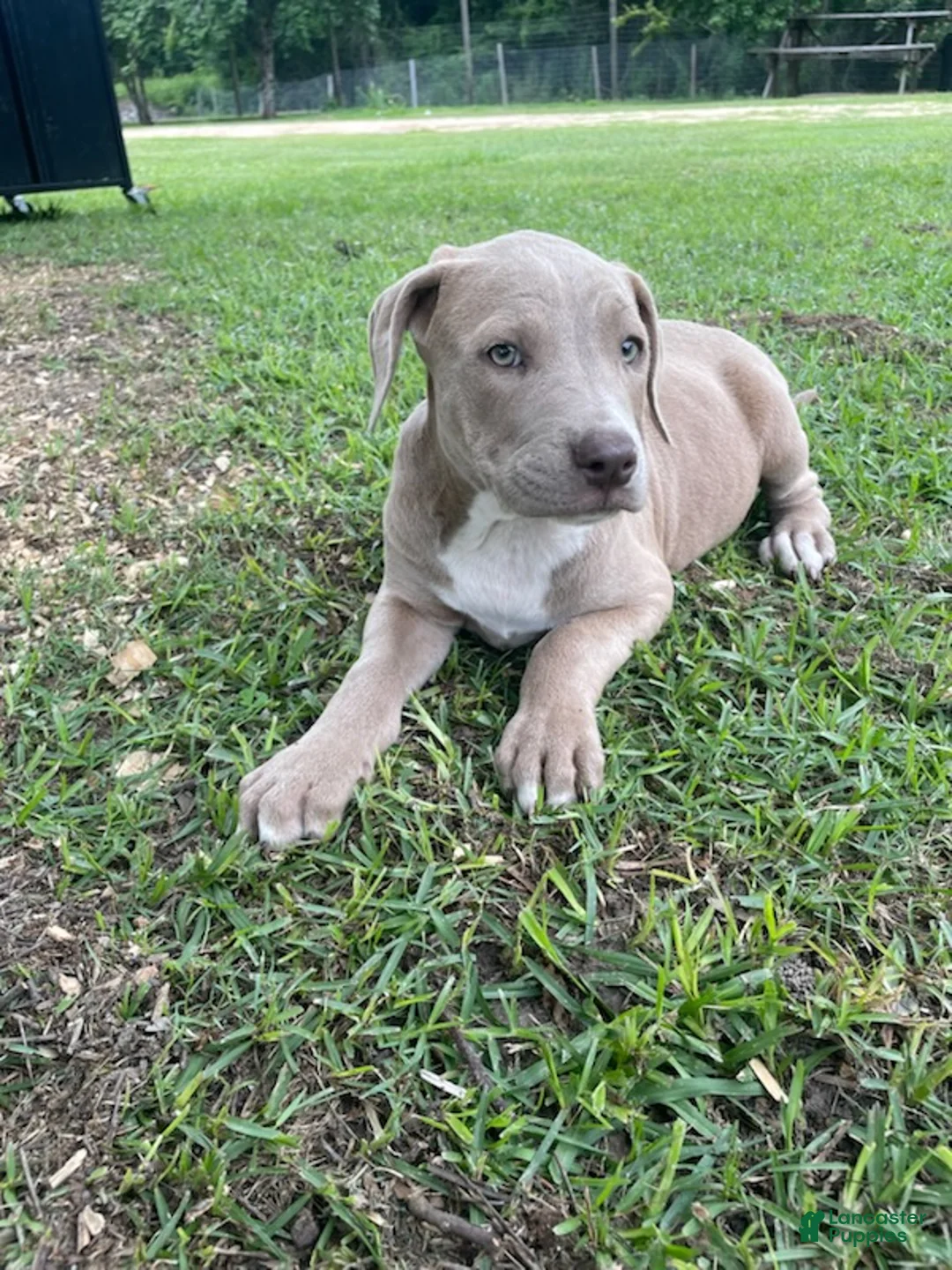 Cane Corso dogs for sale: Onyxx - Ad 2