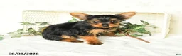 Yorkshire Terrier dogs for sale: Pearl - Ad 3