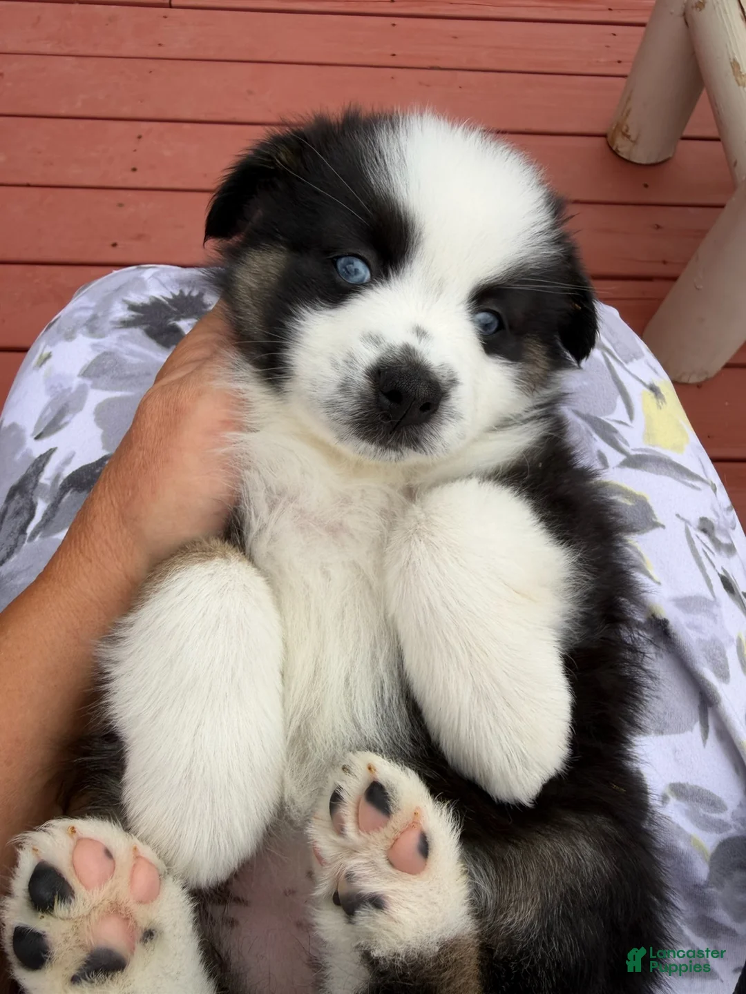 Miniature Australian Shepherd dogs for sale: Hope - Ad 1