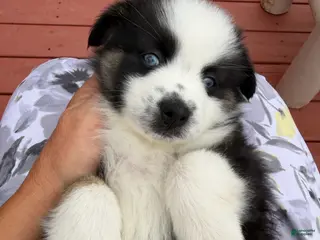 Miniature Australian Shepherd dogs Hope - Ad 4