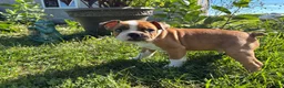 Frenchton dogs for sale: Reese - Ad 9
