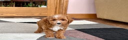 Cavapoo dogs for sale: Cavapoo F1b Male Puppy 1 - Ad 1