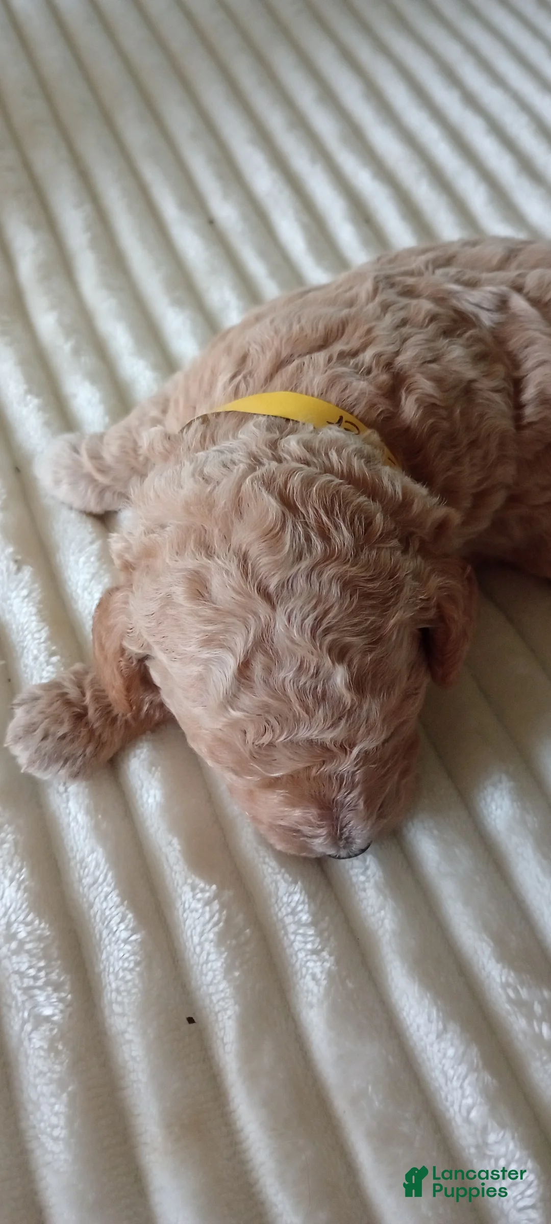 Mini Goldendoodle dogs for sale: Mr. Levi - Ad 6