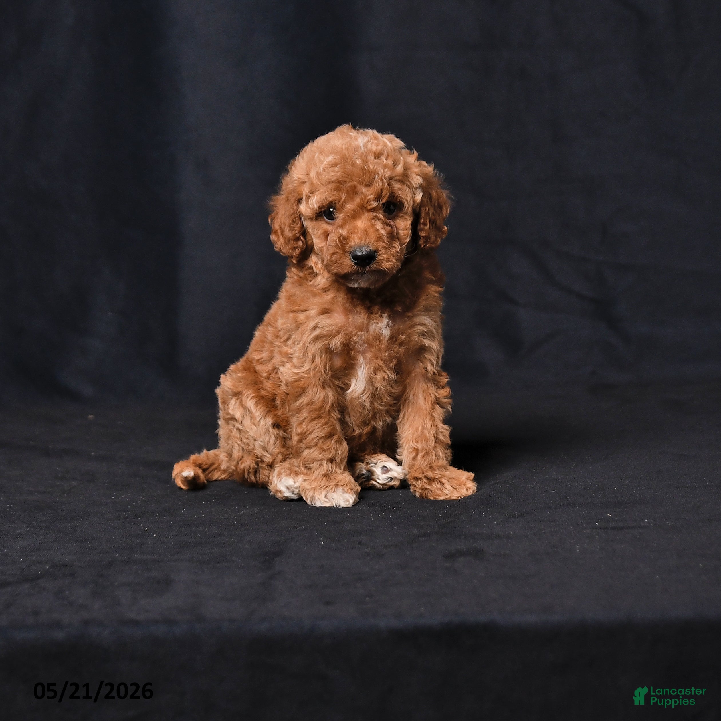 Toy Poodle dogs Cuddles - Ad 1
