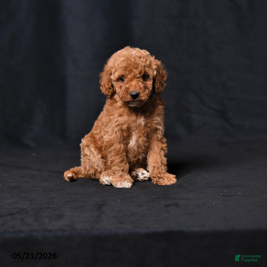 Toy Poodle dogs for sale: Cuddles - Ad 1