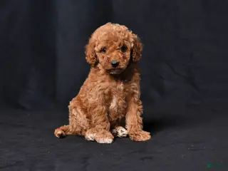Toy Poodle dogs for sale: Cuddles - Ad 4