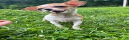 Chihuahua dogs for sale: Cookie - Ad 6