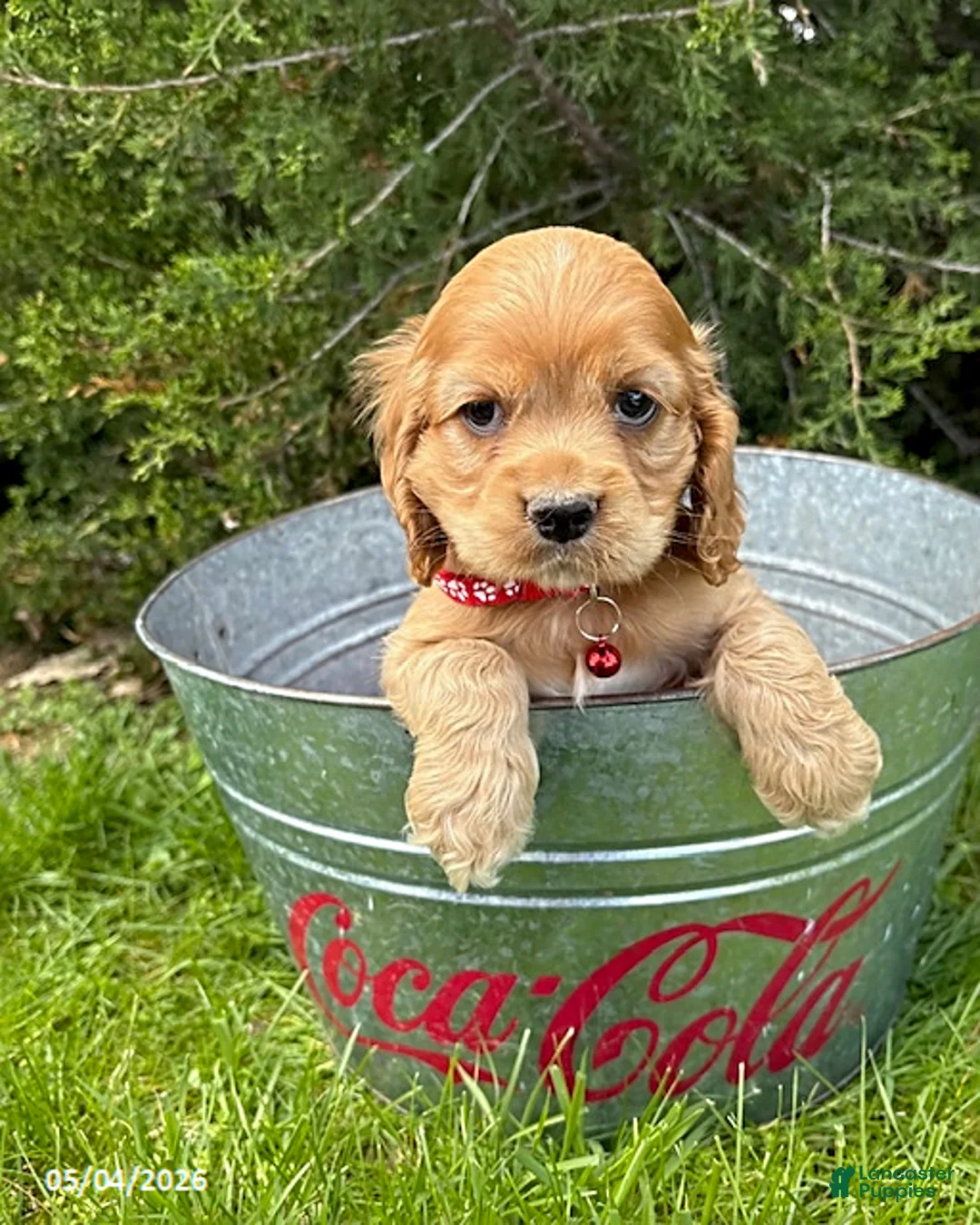 Cocker Spaniel dogs for sale: Jackson - Ad 2