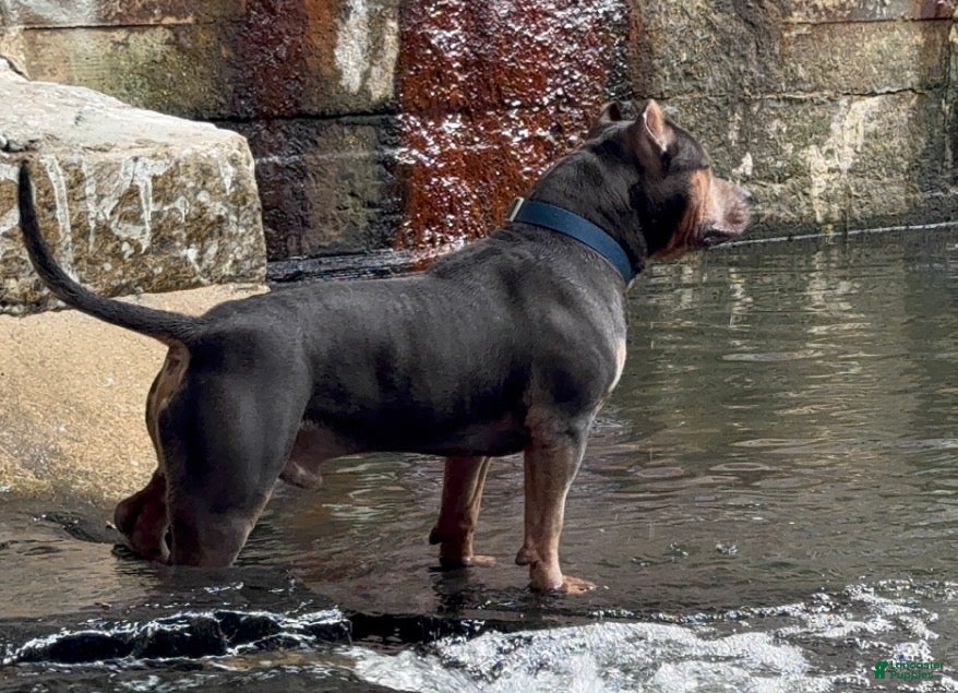 American Bully dogs Mr. Vegas - Ad 2