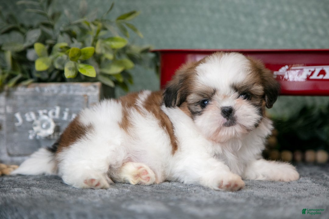 Shih Tzu dogs for sale: Tippy - Ad 1