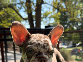 French Bulldog dogs - Ad 21