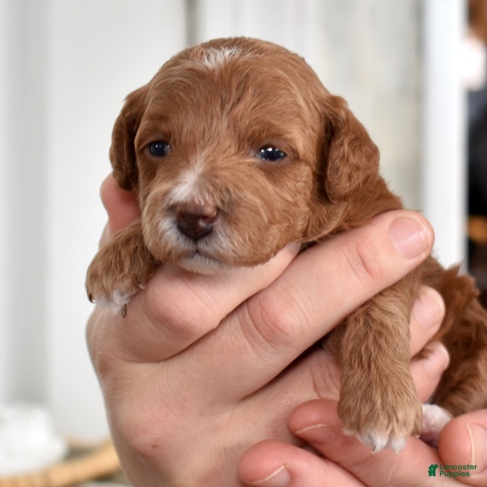 Toy Poodle dogs Petunia  - Ad 25