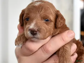 Toy Poodle dogs Petunia - Ad 25