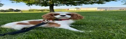 Cavapoo dogs for sale: Maverick  - Ad 9
