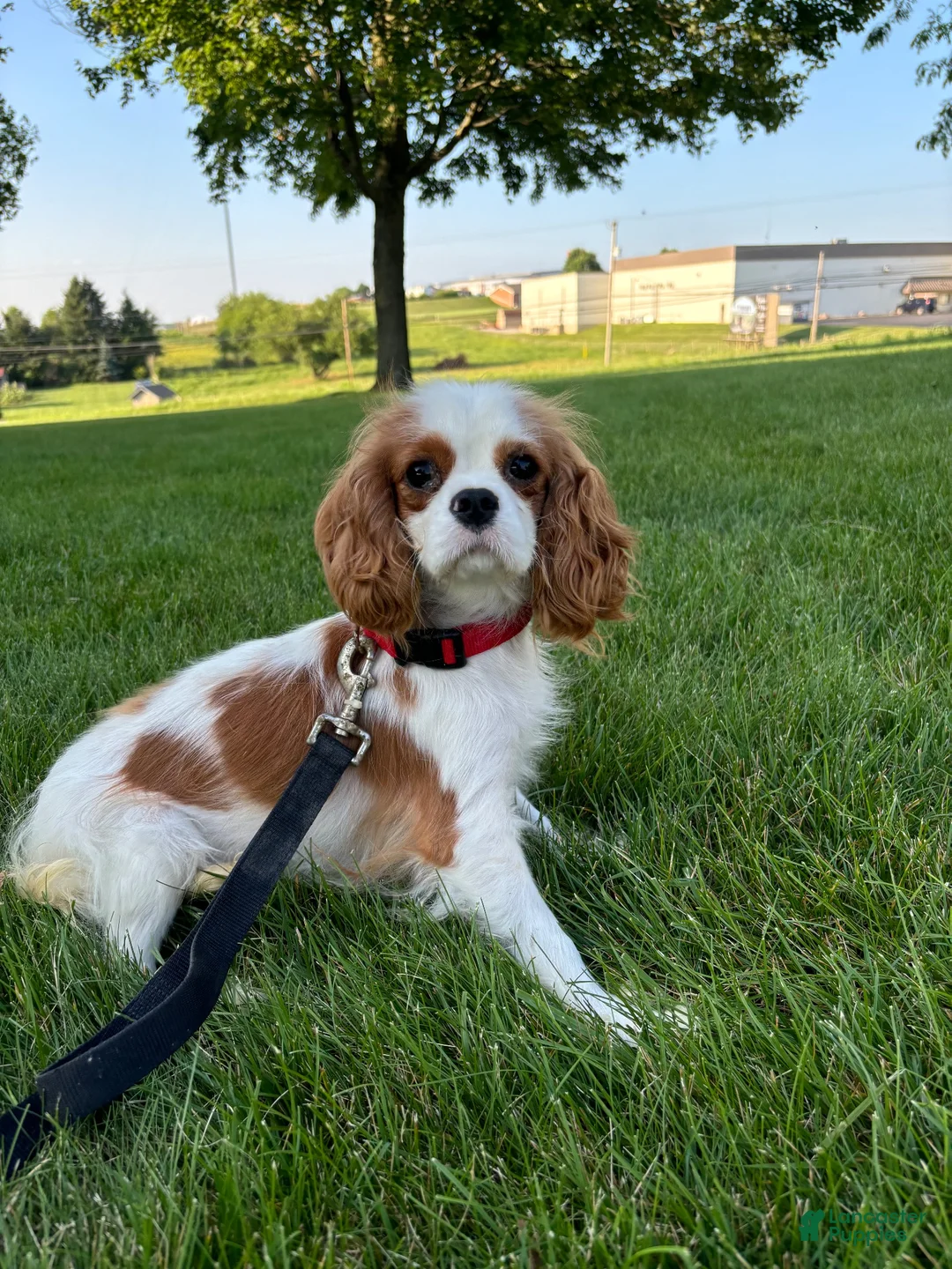 Cavapoo dogs for sale: Maverick  - Ad 9