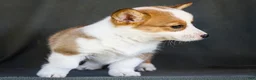 Welsh Corgi Pembroke dogs for sale: Bessie - Ad 4