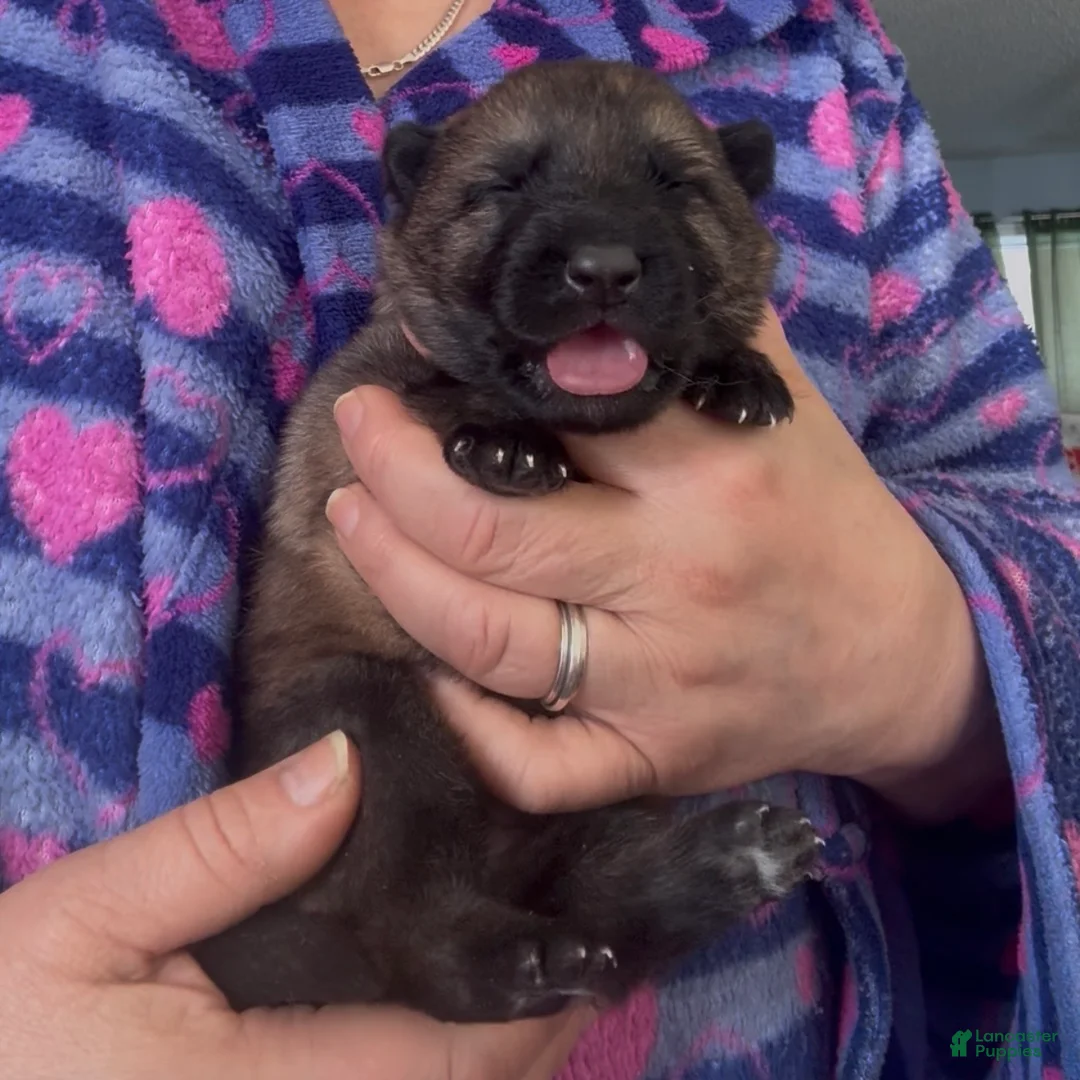 German Shepherd dogs for sale: TULITA - Ad 1