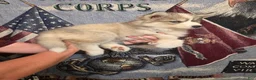 Siberian Husky dogs for sale: Purple  - Ad 3