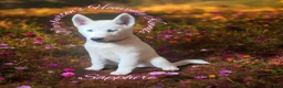 Siberian Husky dogs for sale: Sapphire  - Ad 1