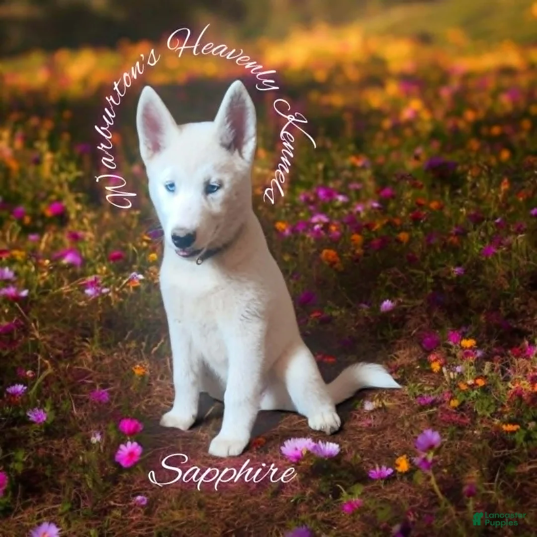 Siberian Husky dogs for sale: Sapphire  - Ad 1