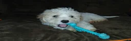 Havapoo dogs for sale: Havapoo 2 - Ad 3