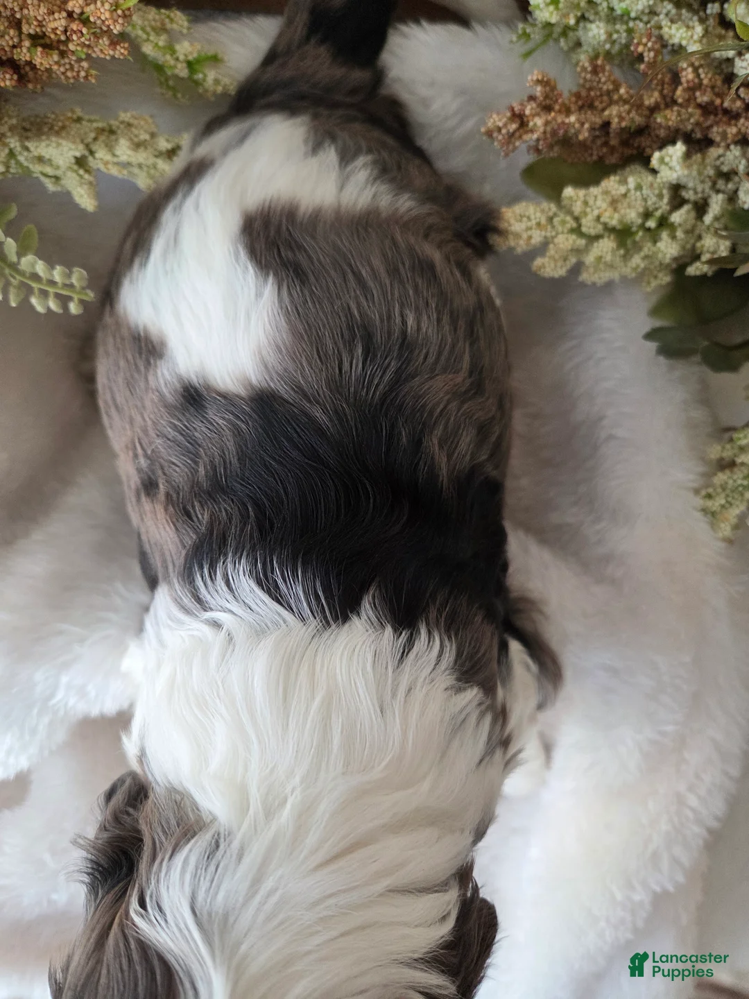 Cockapoo dogs for sale: Cockapoo Puppy 2 - Ad 5
