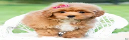 Maltipoo dogs for sale: Iris - Ad 4