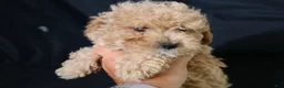 Maltipoo dogs for sale: Max - Ad 9