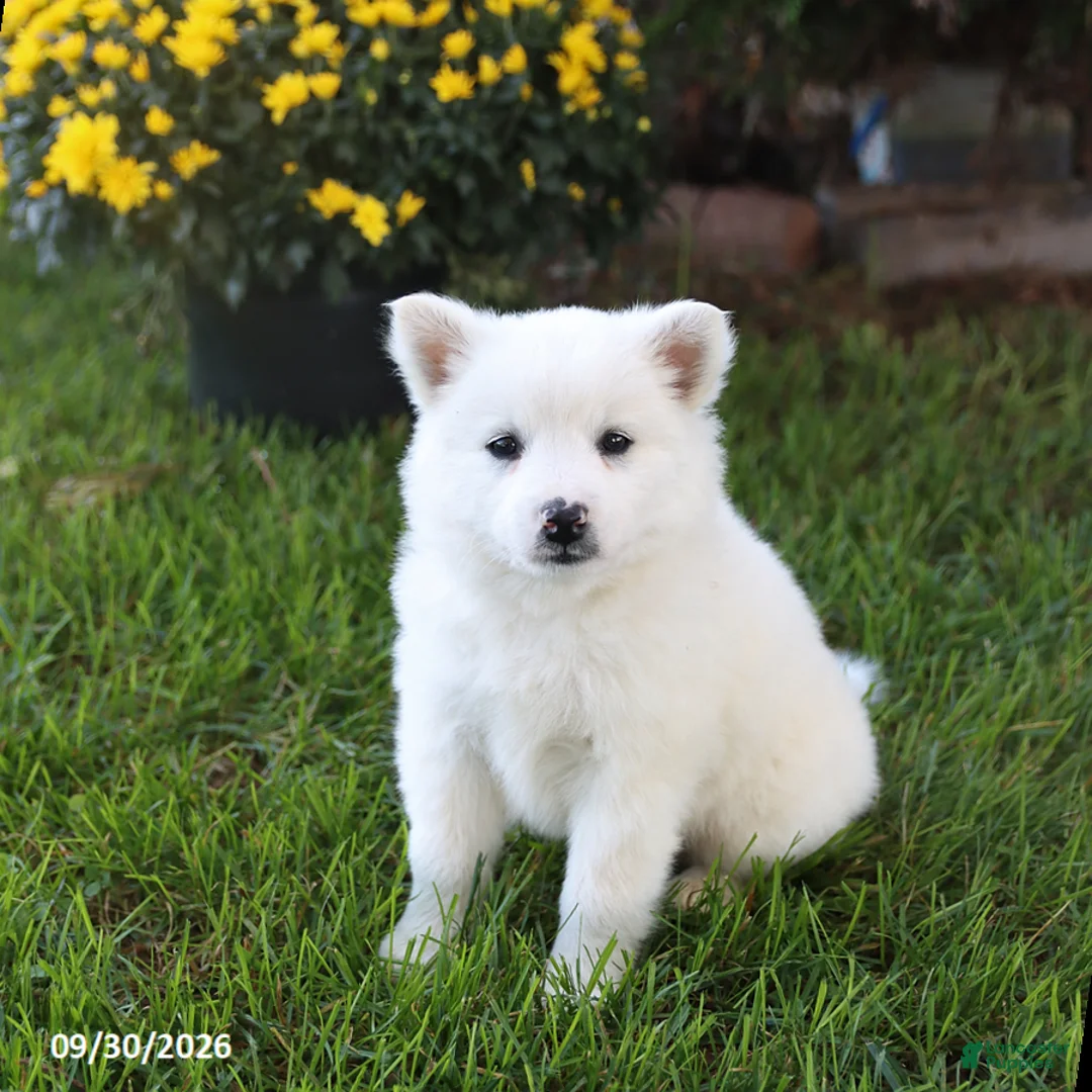 Mixed Breed dogs for sale: Fluffy - Ad 1