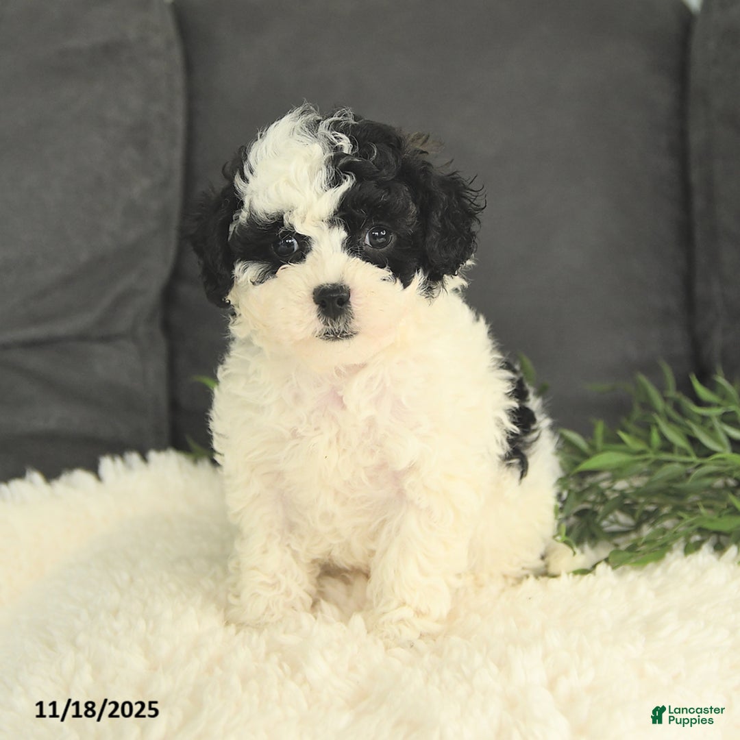 Mixed Breed dogs for sale: Muffin - Ad 2