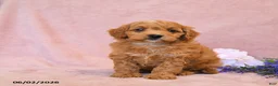 Cavapoo dogs for sale: Forest - Ad 5