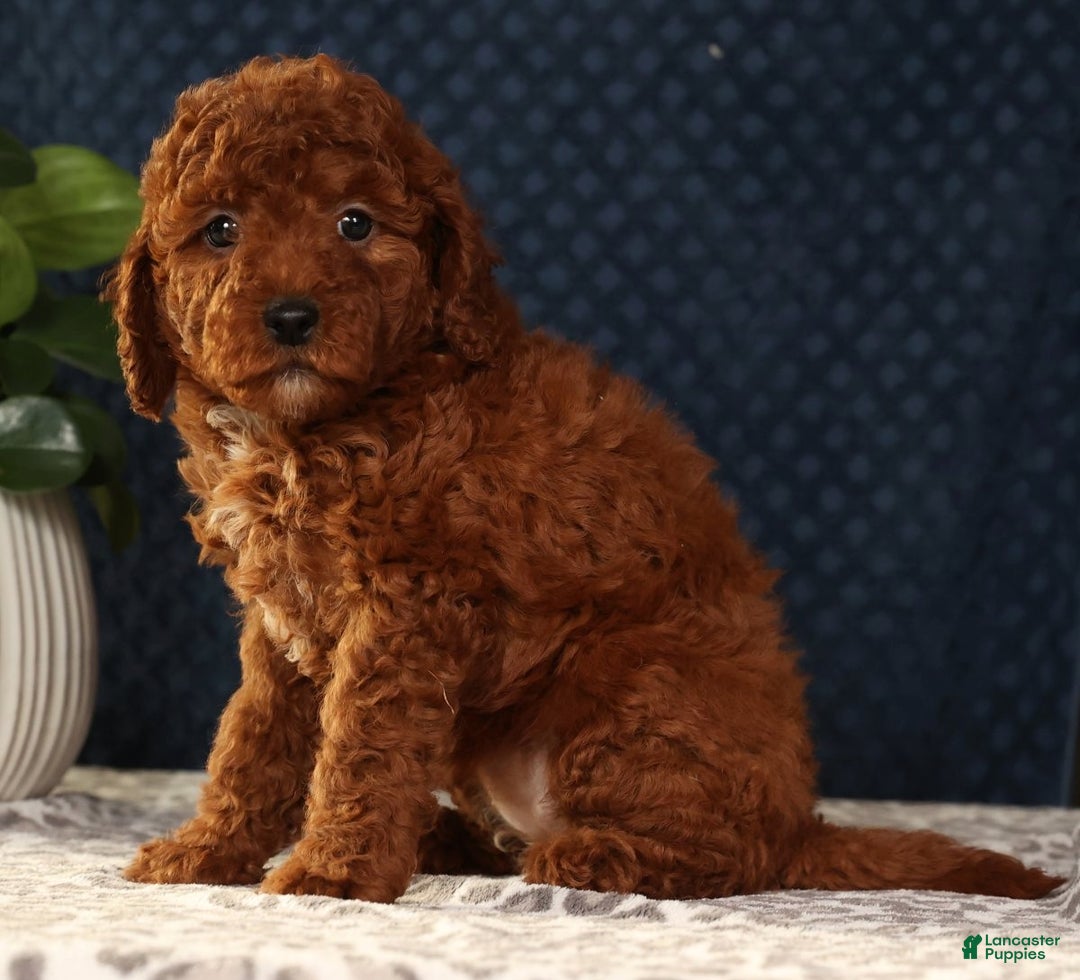 Miniature Poodle dogs for sale: Sandy - Ad 8