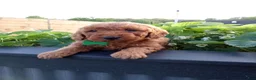 Mini Goldendoodle dogs for sale: Charlie F1b - Ad 2